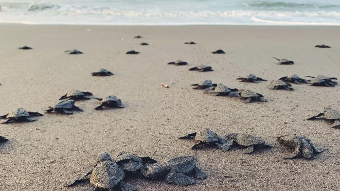 Viele kleine Schildkröten kriechen den Weg vom Strand zum Meer