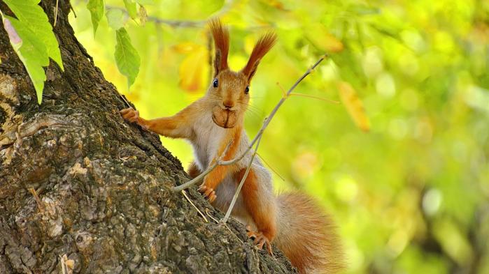 Eichhörnchen mit Nuss im Mund, welches für vorbeugende Maßnahmen mit Business Continuity Management stehen soll