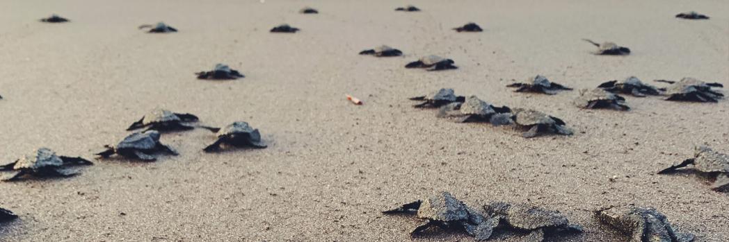 Viele kleine Schildkröten kriechen den Weg vom Strand zum Meer