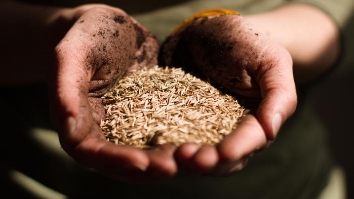 Hände halten Getreide während Qualität der Ernte geprüft wird.