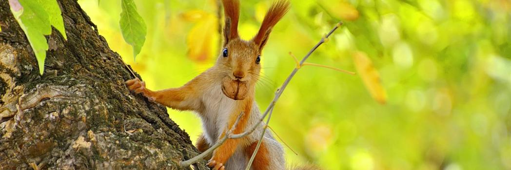 Eichhörnchen mit Nuss im Mund, welches für vorbeugende Maßnahmen mit Business Continuity Management stehen soll