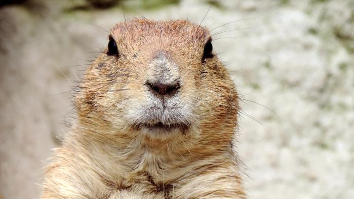Prairie dog which stands for the monitoring of all disruptions in a logistics chain